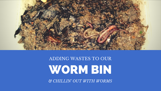 adding-wastes-and-chilling-with-worms